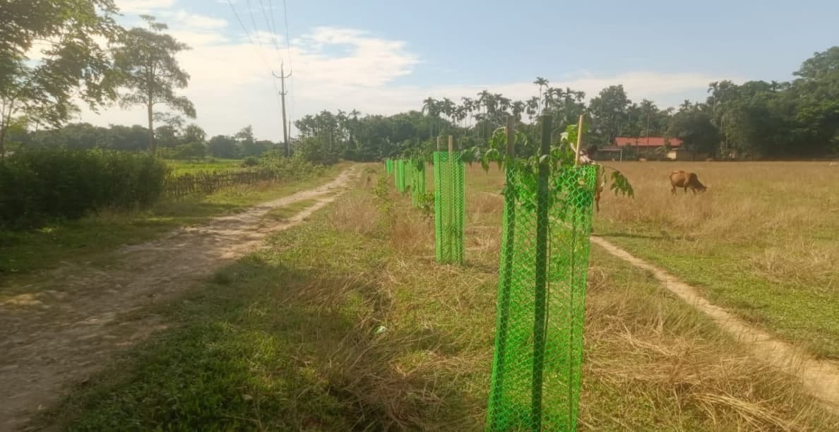 Mass Tree Plantation & Eco-Awareness